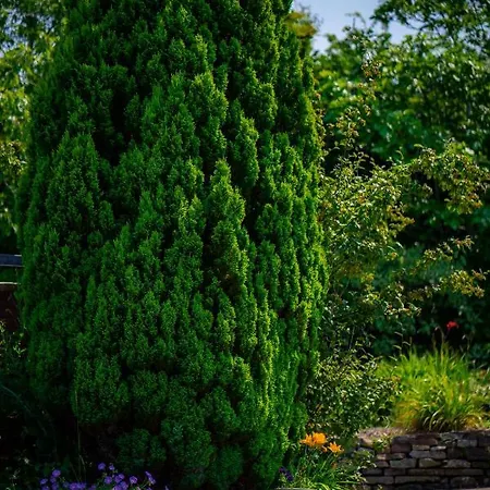 Bed & Breakfast Park Abbeyfeale